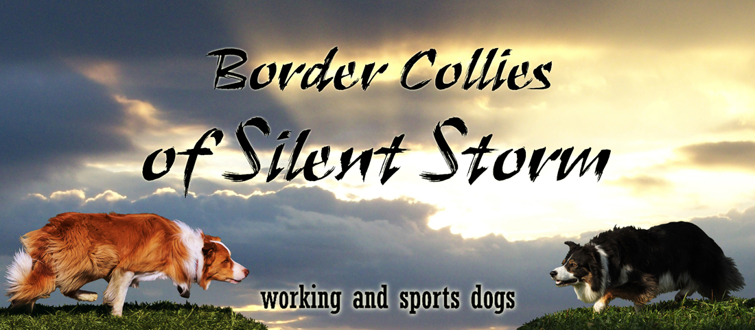Border Collies of Silent Storm