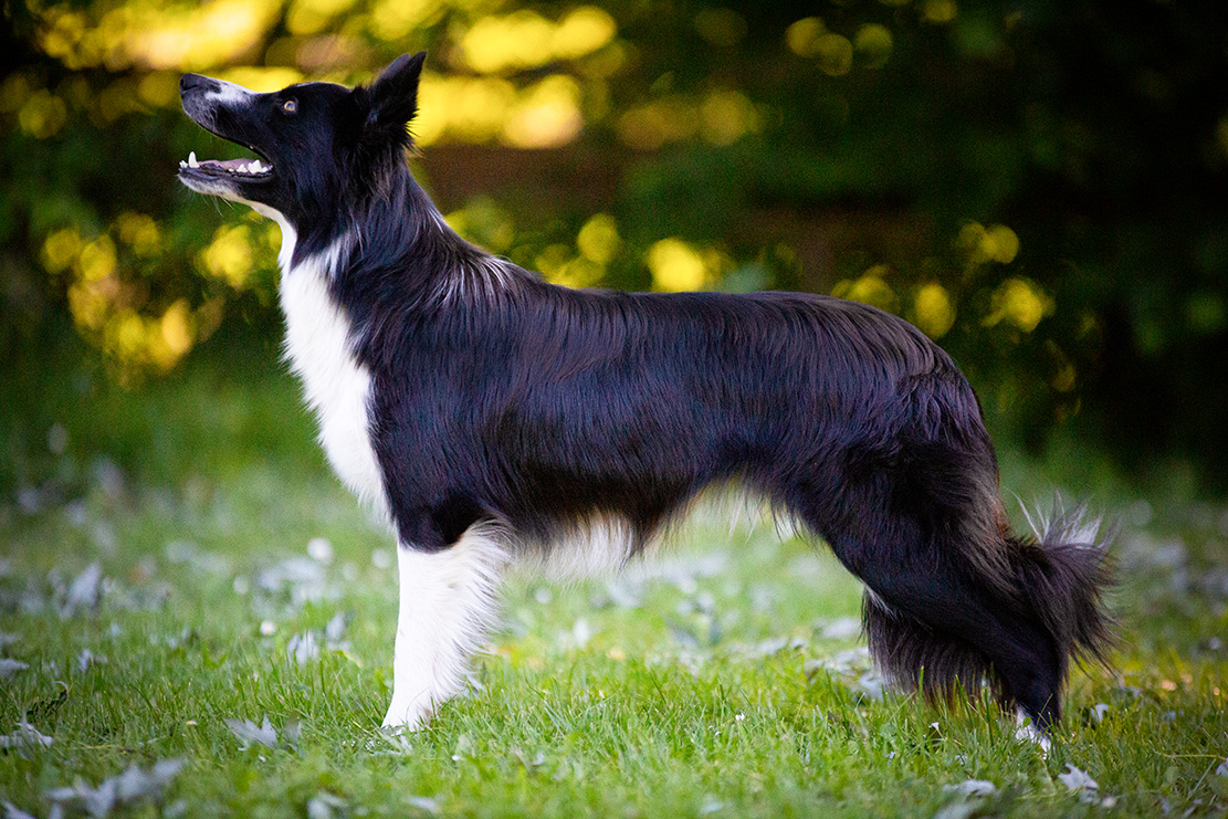 Okuri border collie